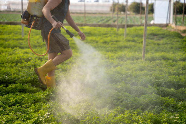 Best Wasp Removal Services  in Des Plaines, IL