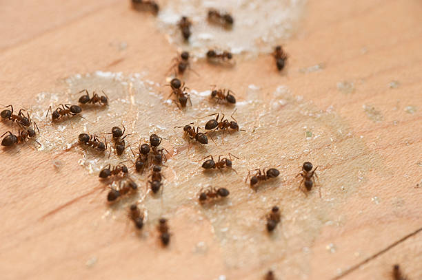 Reliable Des Plaines, IL Pest Control Solutions