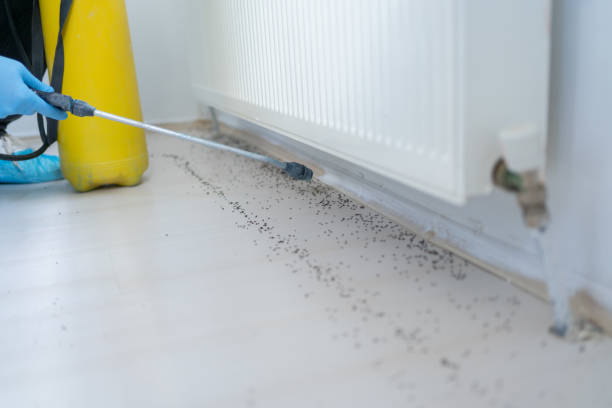 Best Pest Control Near Me in Des Plaines, IL