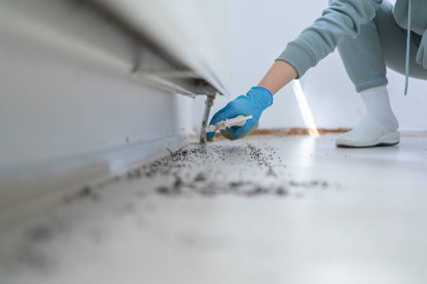 Best Local Pest Control Services  in Des Plaines, IL